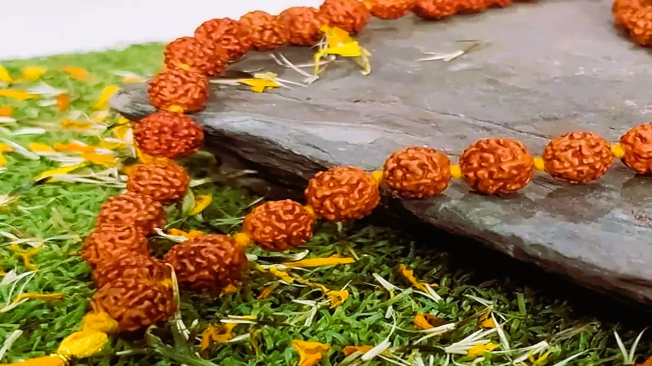 Mukhi Rudraksha