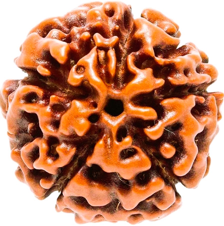 Rudraksha Mukhi Count