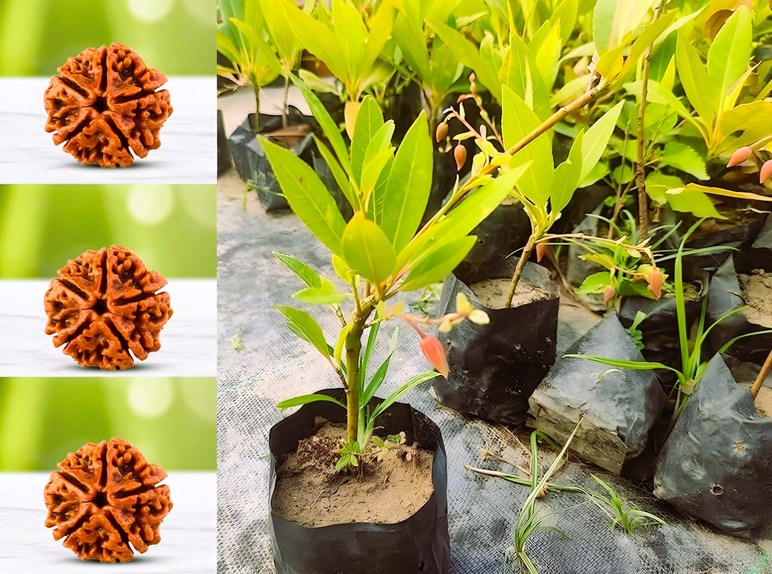 Botanical Representation of Rudraksha